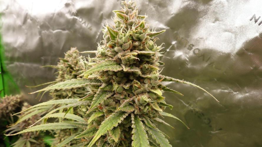 Banana Guava. Week 12