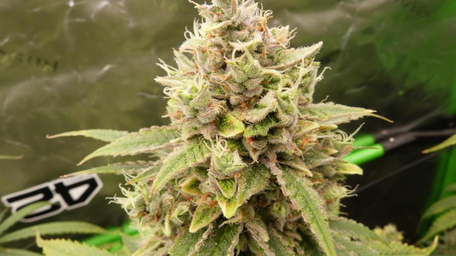 Banana Guava. Week 12