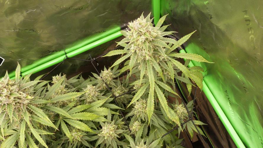 Banana Guava Auto. Week 12