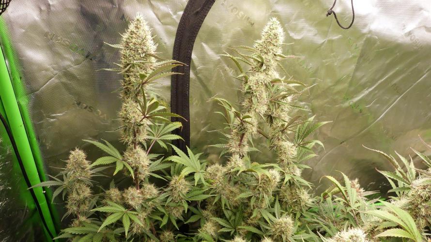Guava Sundae Automatic. Week 11
