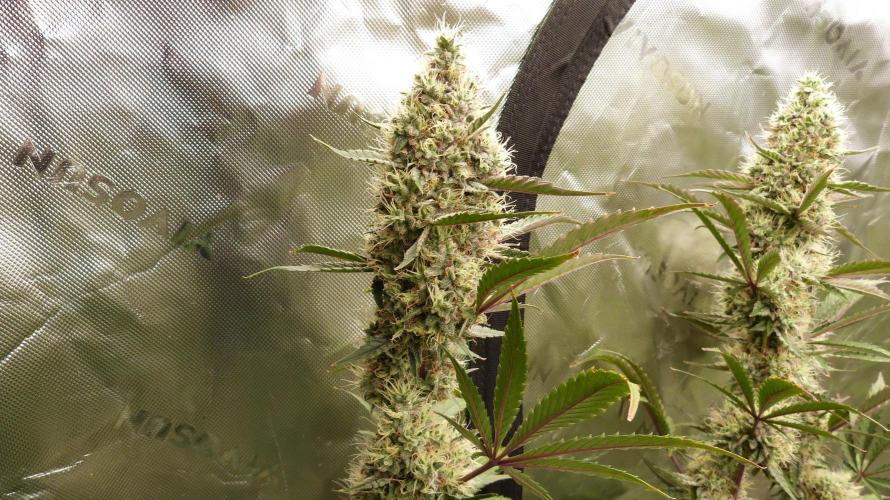 Guava Sundae Automatic. Week 11