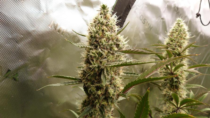 Guava Sundae Automatic. Week 11
