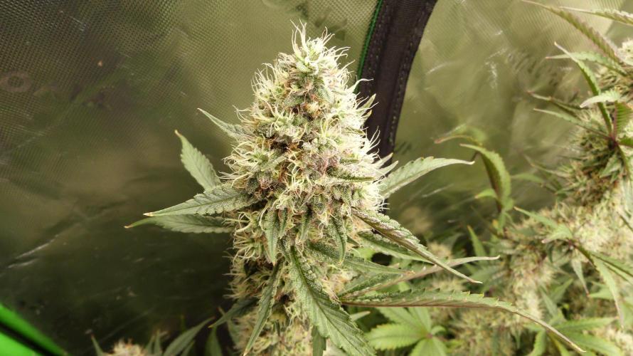 Guava Sundae Automatic. Week 11