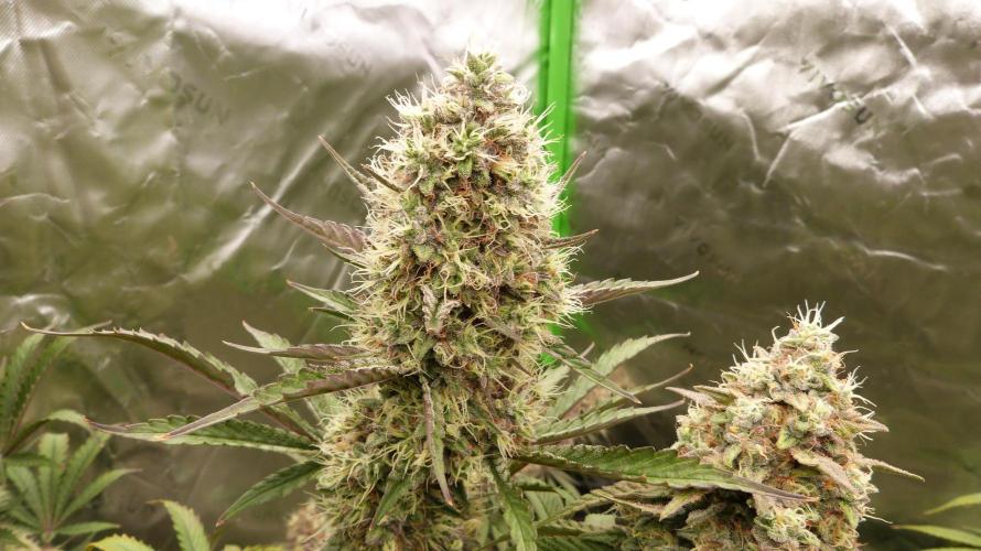 Guava Sundae Automatic. Week 11