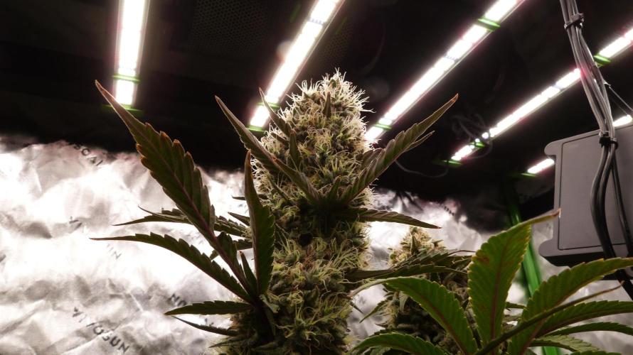 Guava Sundae Automatic. Week 11