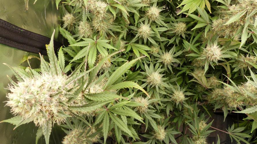 Guava Sundae Automatic. Week 11