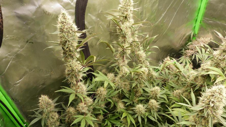 Guava Sundae Automatic. Week 11