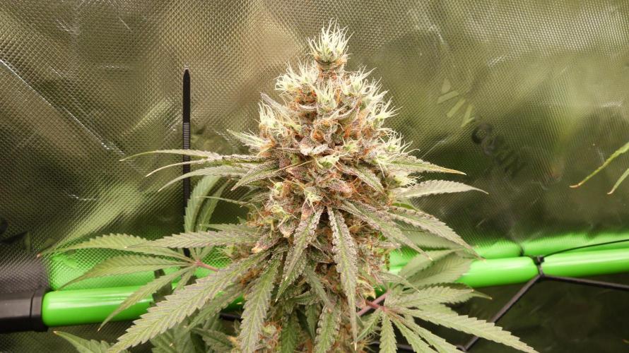 Mendo Guava Automatic. Week 12
