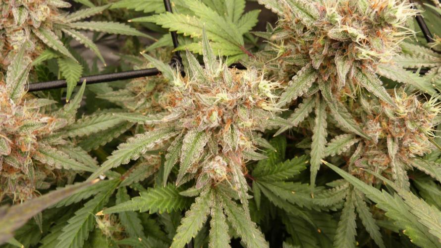 Mendo Guava Automatic. Week 12