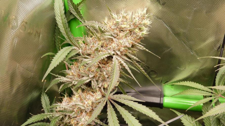 Mendo Guava Automatic. Week 12