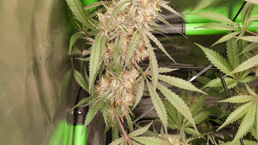 Mendo Guava Automatic. Week 12