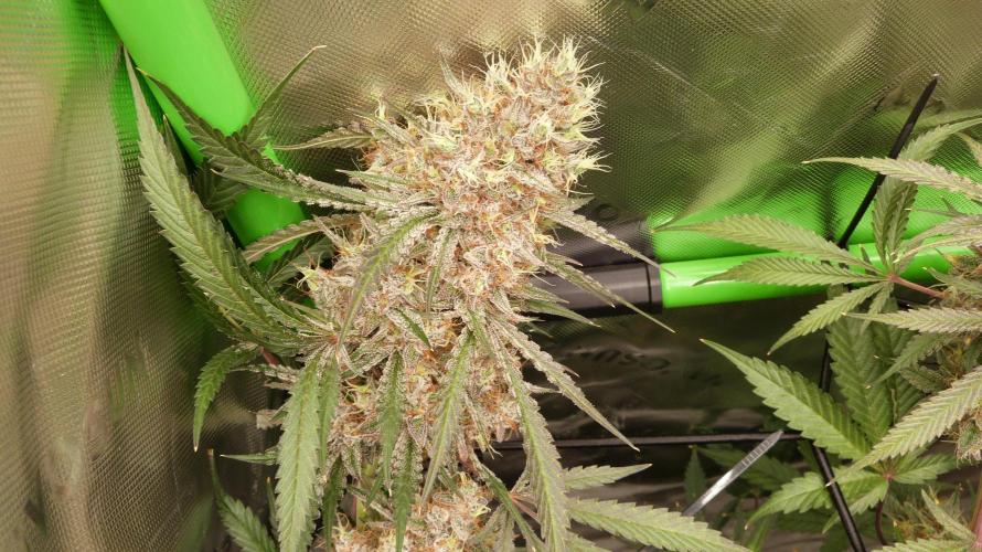 Mendo Guava Automatic. Week 12