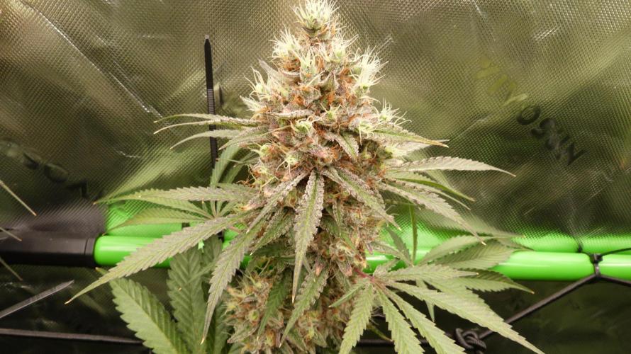 Mendo Guava Automatic. Week 12