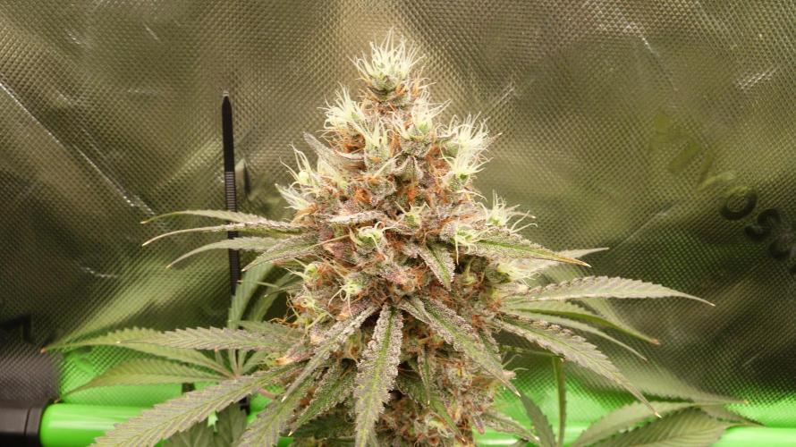 Mendo Guava Automatic. Week 12