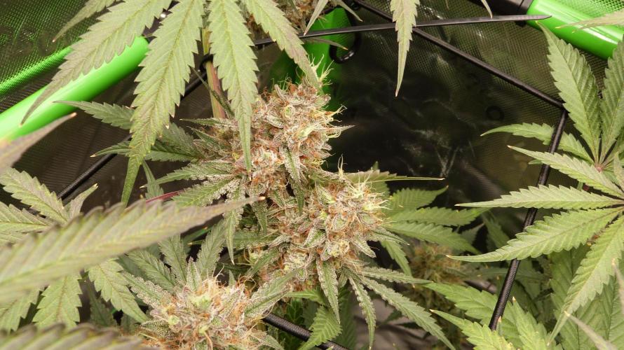 Mendo Guava Automatic. Week 12