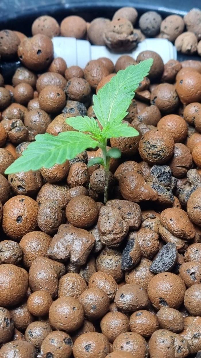 NEW Mango Cherry Runtz Automatic RDWC. Week 2