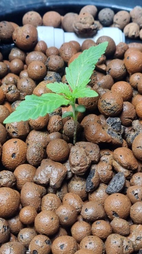 Mango Cherry Runtz Auto. Week 2
