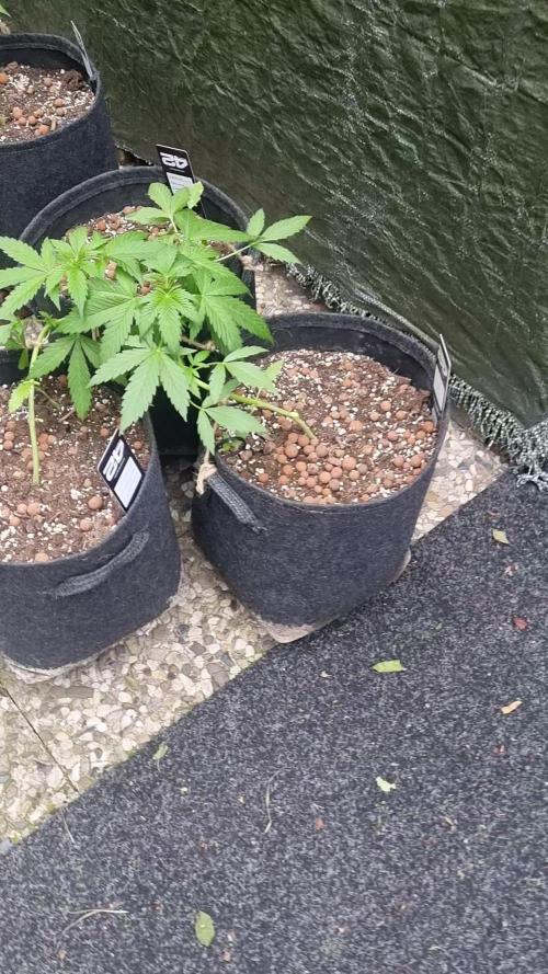 Lemon Cherry Cookies Auto. Week 5