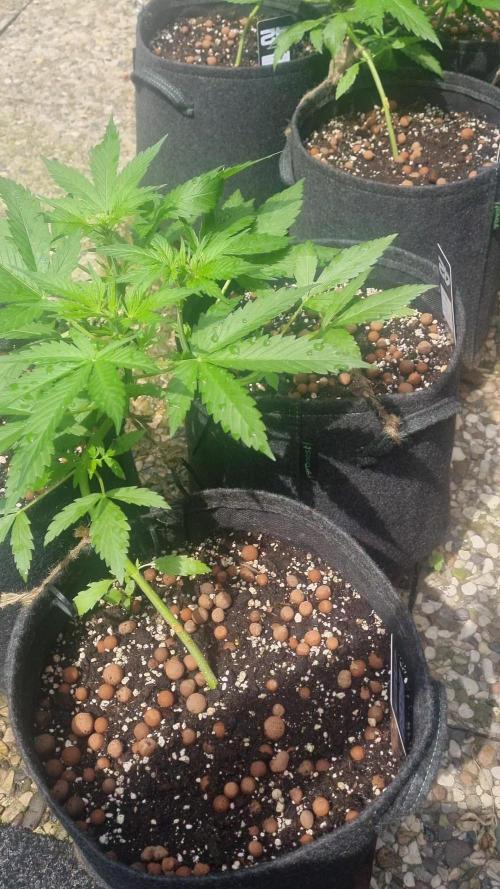 Outdoor Lemon Cherry Cookies Automatic