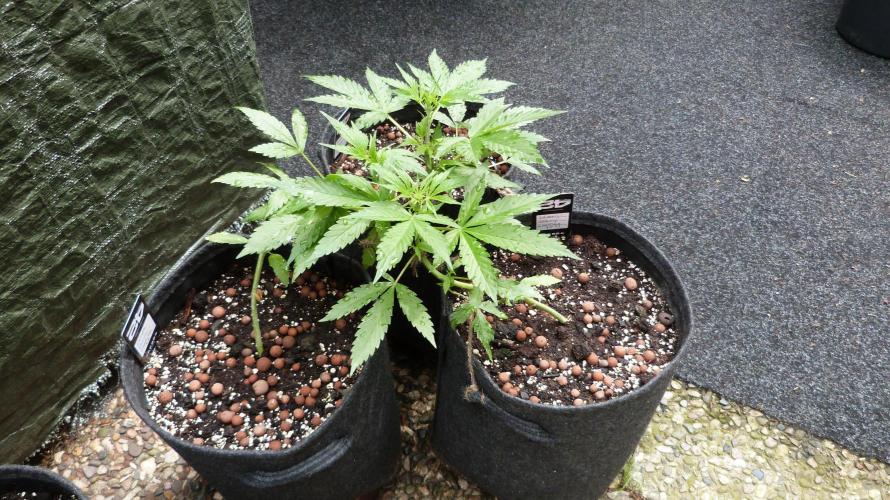 Outdoor Lemon Cherry Cookies Automatic. Week 6