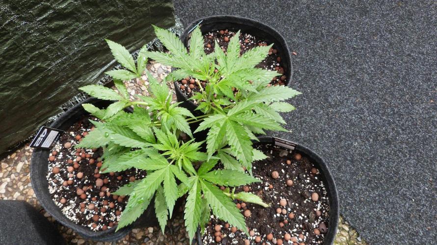 Outdoor Lemon Cherry Cookies Automatic. Week 6