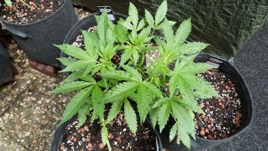 Outdoor Lemon Cherry Cookies Automatic. Week 6