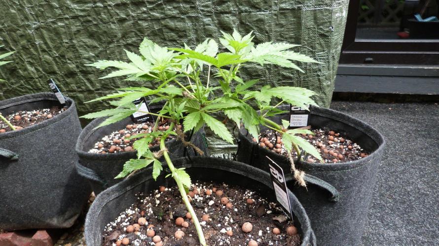 Outdoor Lemon Cherry Cookies Automatic. Week 6