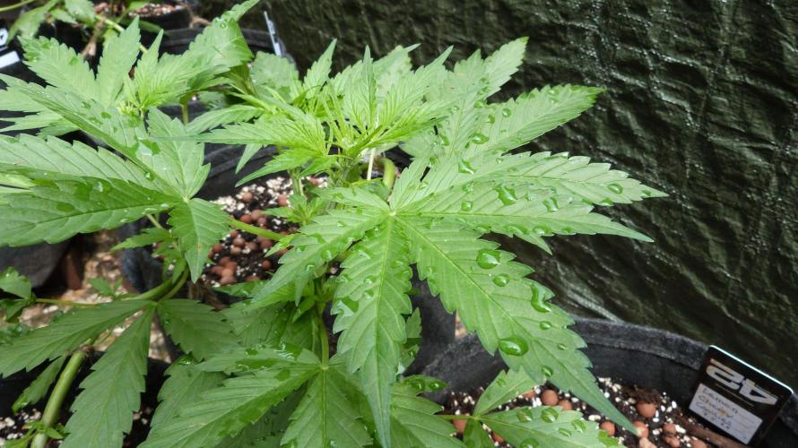Outdoor Lemon Cherry Cookies Automatic. Week 6