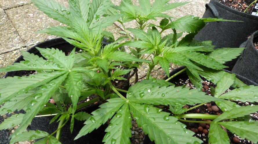 Outdoor Lemon Cherry Cookies Automatic. Week 6
