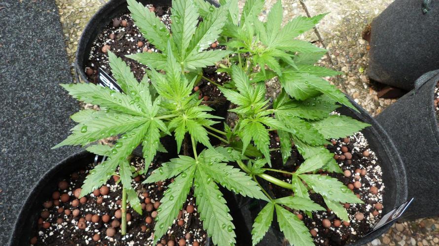 Outdoor Lemon Cherry Cookies Automatic. Week 6