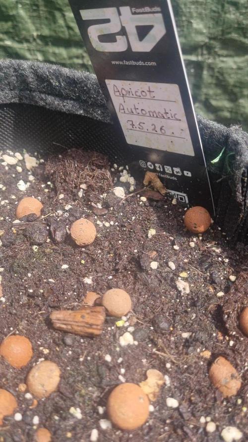 OUTDOOR Apricot Automatic FastBuds