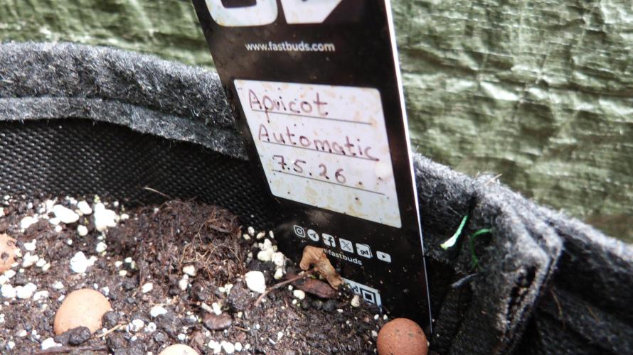 OUTDOOR Apricot Automatic FastBuds. Week 6
