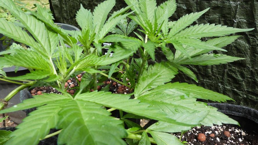 OUTDOOR Apricot Automatic FastBuds. Week 6