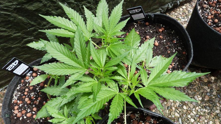 OUTDOOR Apricot Automatic FastBuds. Week 6