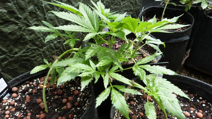 OUTDOOR Apricot Automatic FastBuds. Week 6
