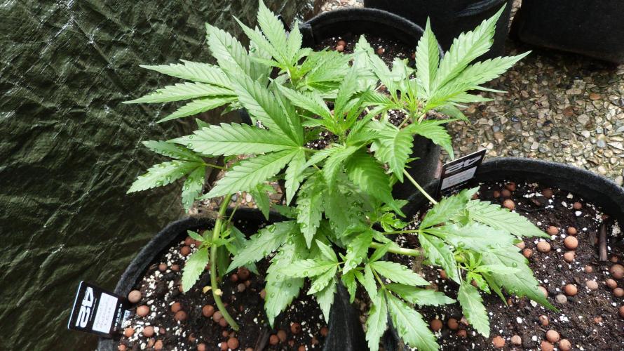 OUTDOOR Apricot Automatic FastBuds. Week 6
