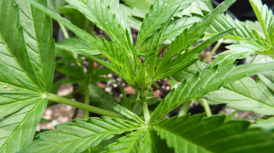 OUTDOOR Apricot Automatic FastBuds. Week 6