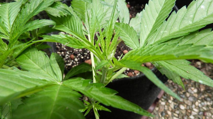 OUTDOOR Apricot Automatic FastBuds. Week 6