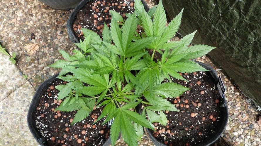 OUTDOOR Apricot Automatic FastBuds. Week 6