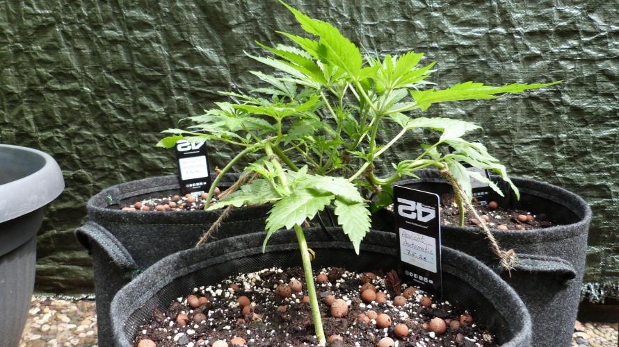 OUTDOOR Apricot Automatic FastBuds. Week 6