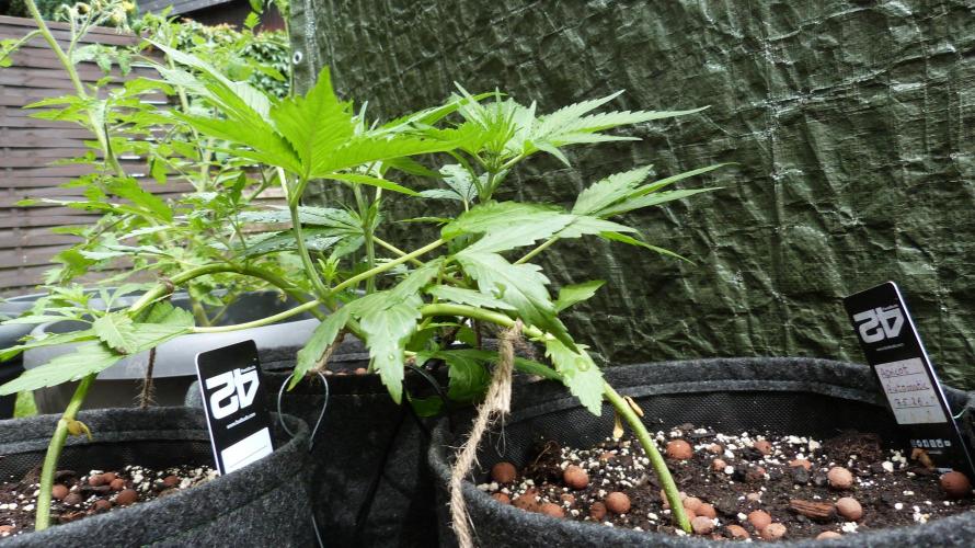 OUTDOOR Apricot Automatic FastBuds. Week 6