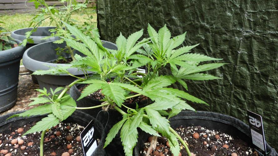 Apricot Auto. Week 6