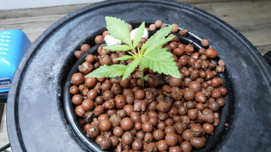 NEW Lemon Cherry Sundae RDWC. Week 3