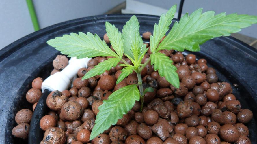 NEW Lemon Cherry Sundae RDWC. Week 3