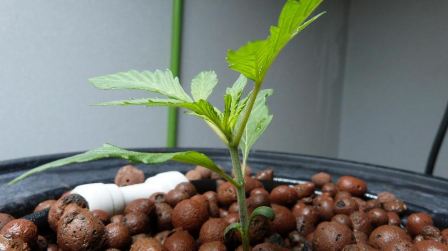 NEW Lemon Cherry Sundae RDWC. Week 3