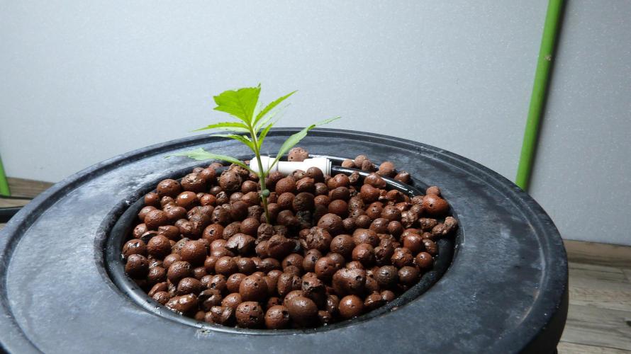 NEW Lemon Cherry Sundae RDWC. Week 3
