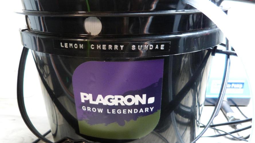 NEW Lemon Cherry Sundae RDWC. Week 3