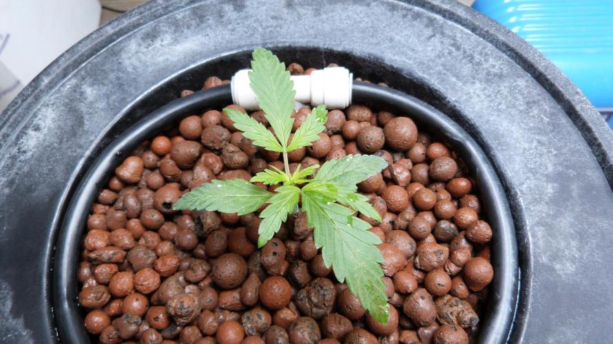 NEW Mango Cherry Runtz Automatic RDWC. Week 3