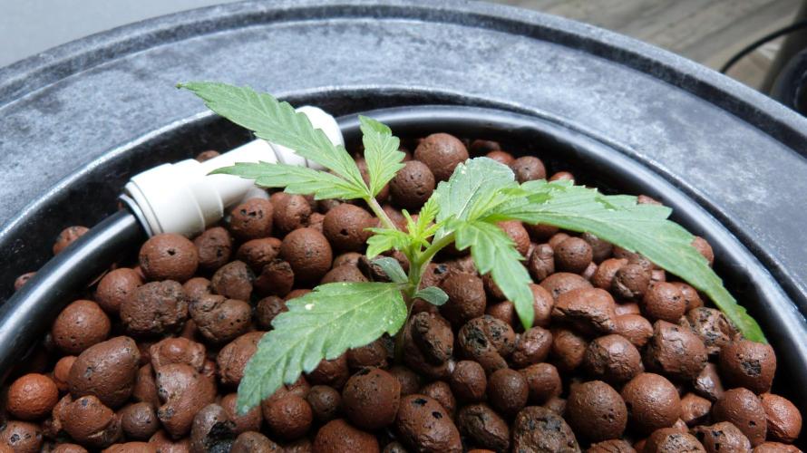 NEW Mango Cherry Runtz Automatic RDWC. Week 3