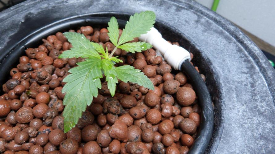NEW Mango Cherry Runtz Automatic RDWC. Week 3